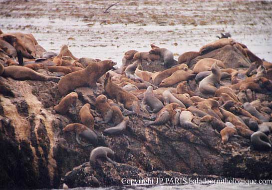 Lion de mer de Californie