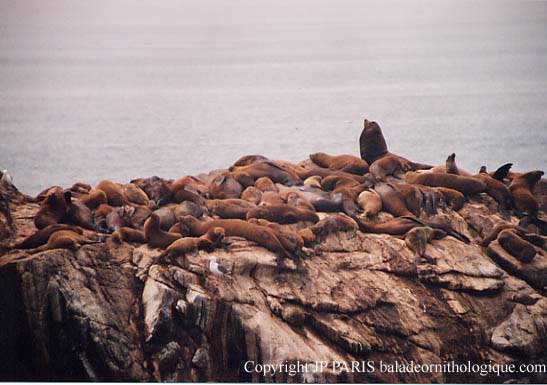 California Sea-Lion