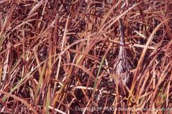 American Bittern