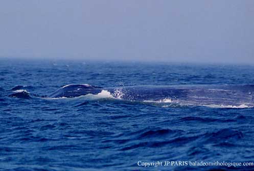 Baleine bleue