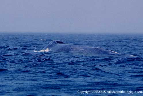 Baleine bleue