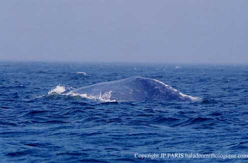 Blue Whale