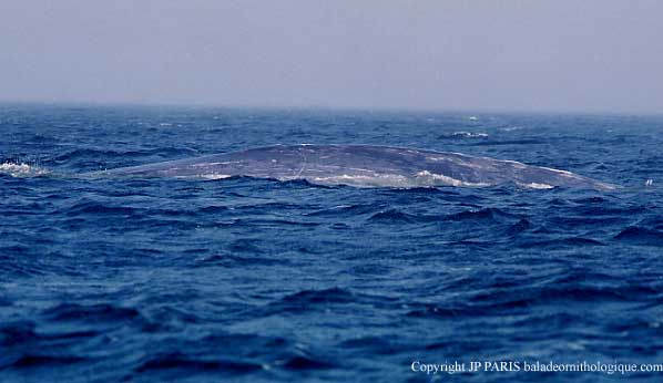 Baleine bleue