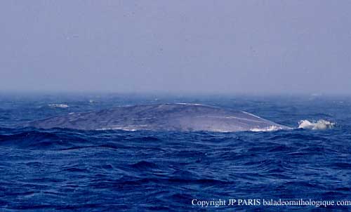 Baleine bleue