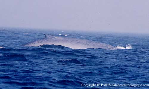 Balaenoptera musculus