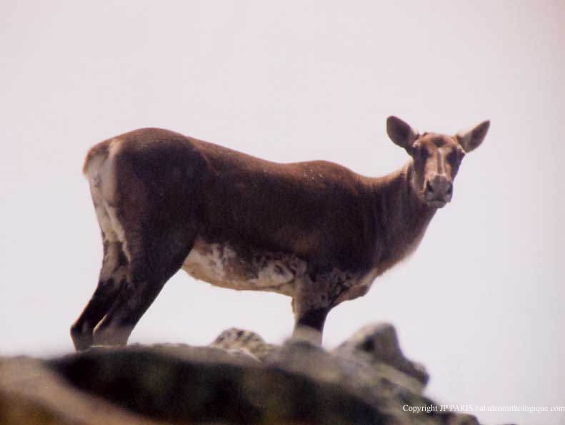 Rangifer caribou