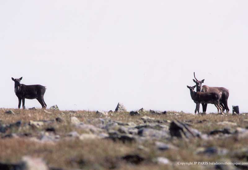 Woodland Caribou