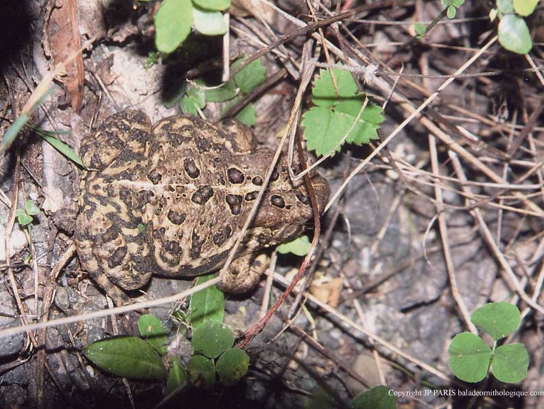 American Frogs and Toads