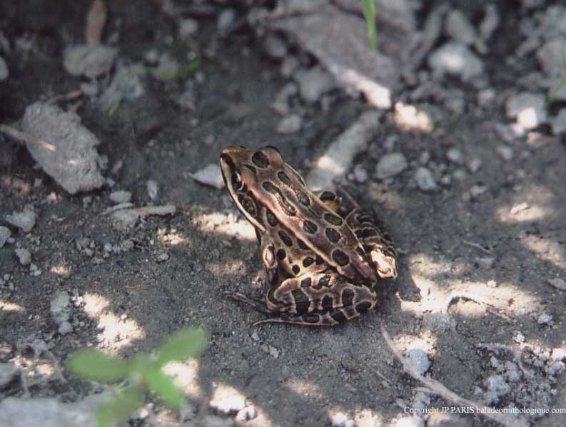 American Frogs and Toads