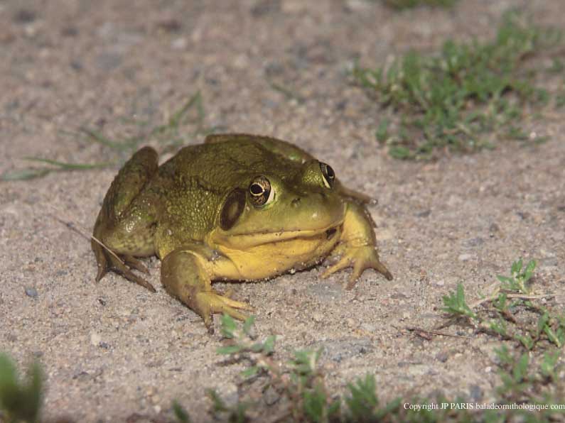 Grenouilles & crapauds d'Amérique