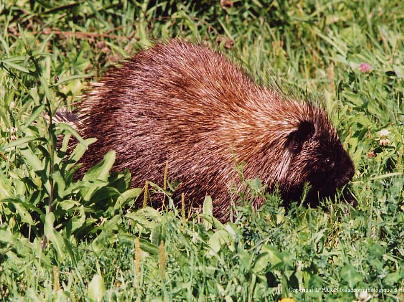 Porcupine