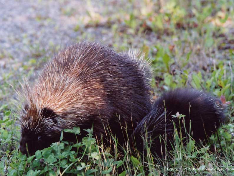 Porcupine