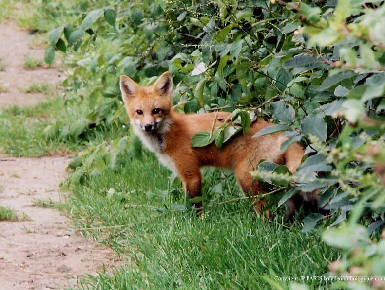 Vulpes fulva