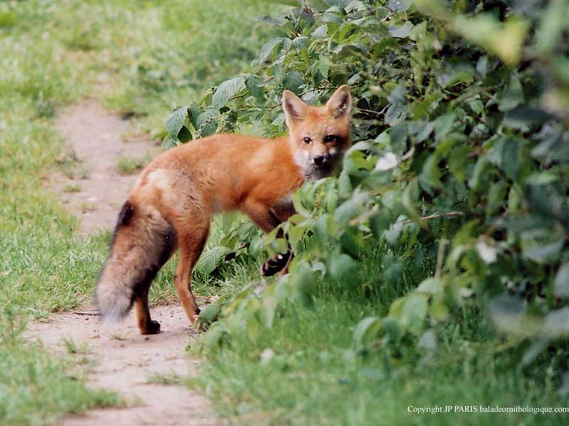 Renard roux