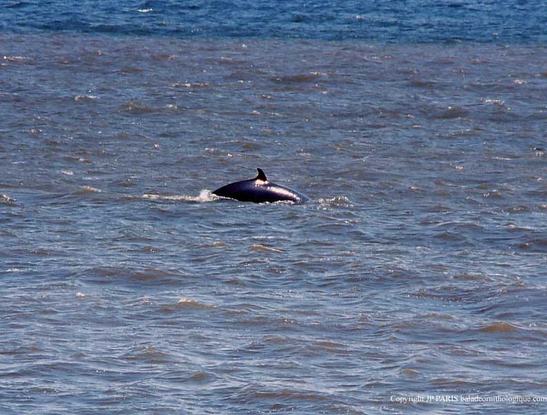 Balaenoptera acutorostrata