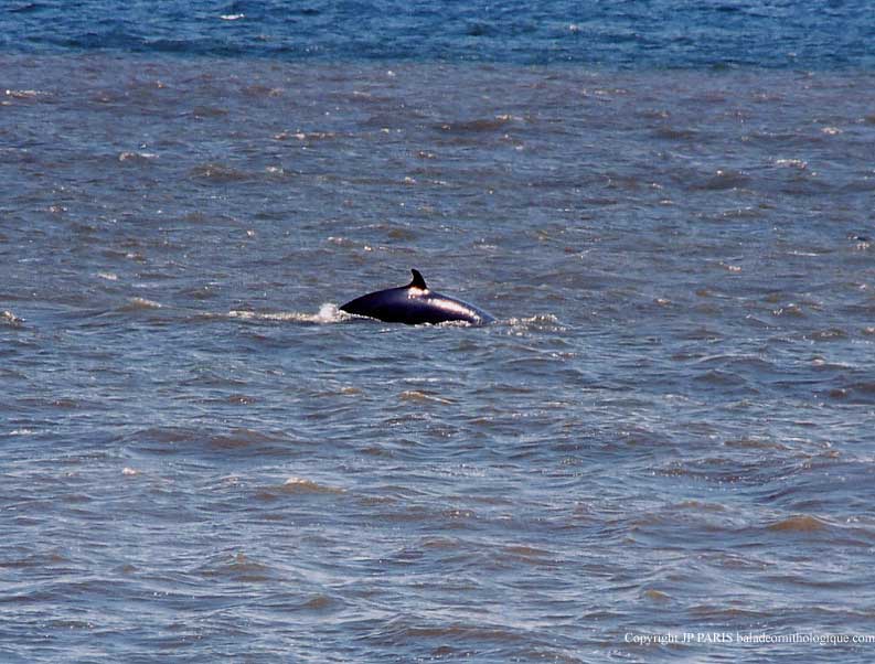 Balaenoptera acutorostrata