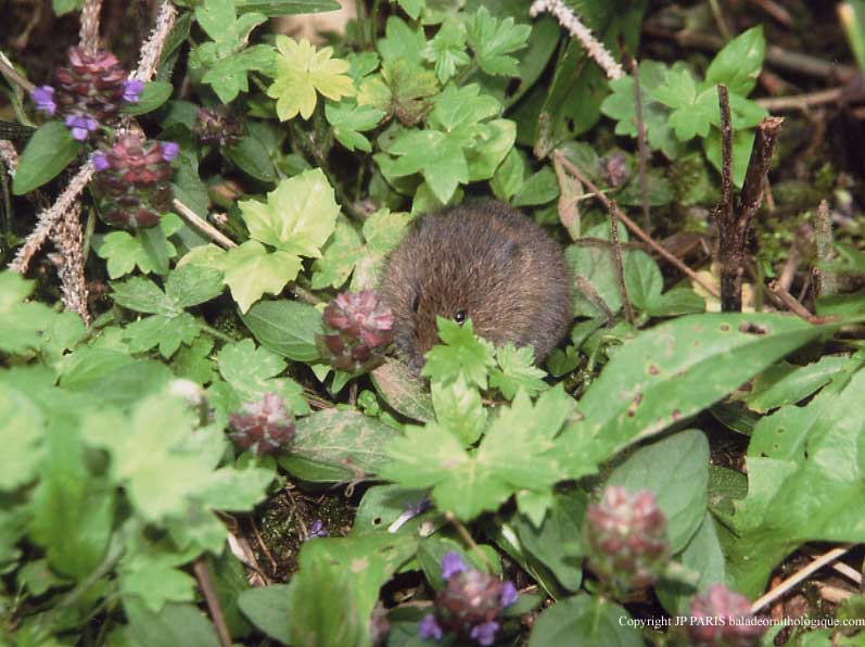 Souris d'Amérique