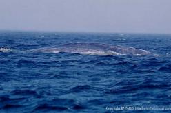 Baleine bleue