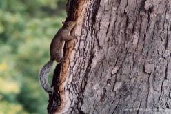 Eastern Gray Squirrel