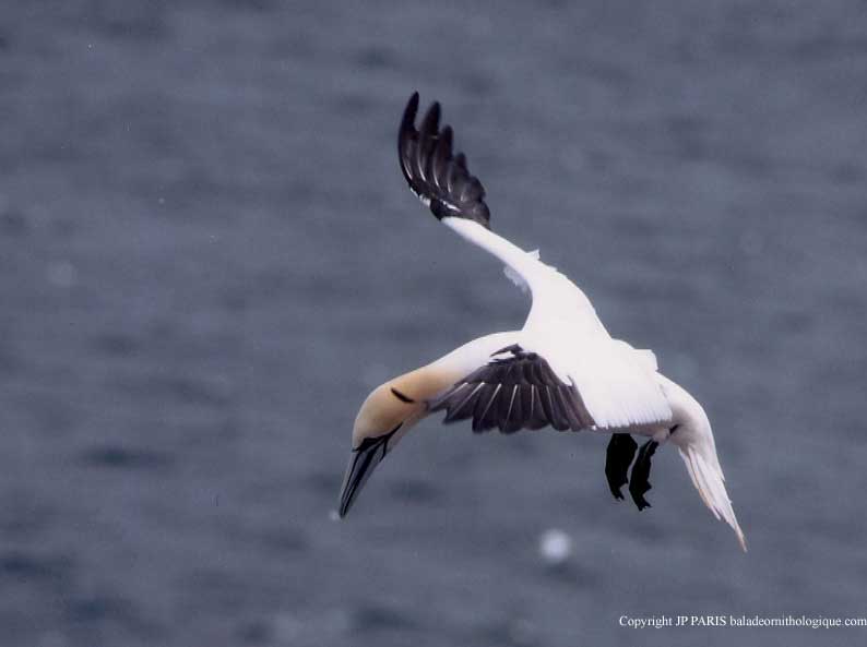 Northern Gannet