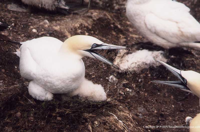 Northern Gannet