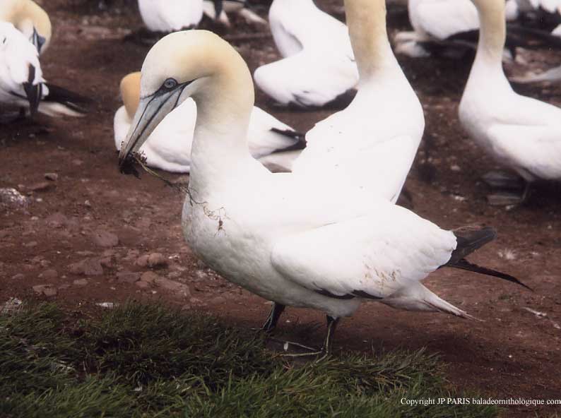 Northern Gannet