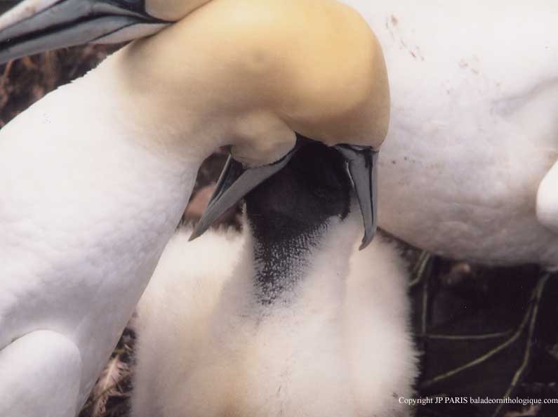 Northern Gannet