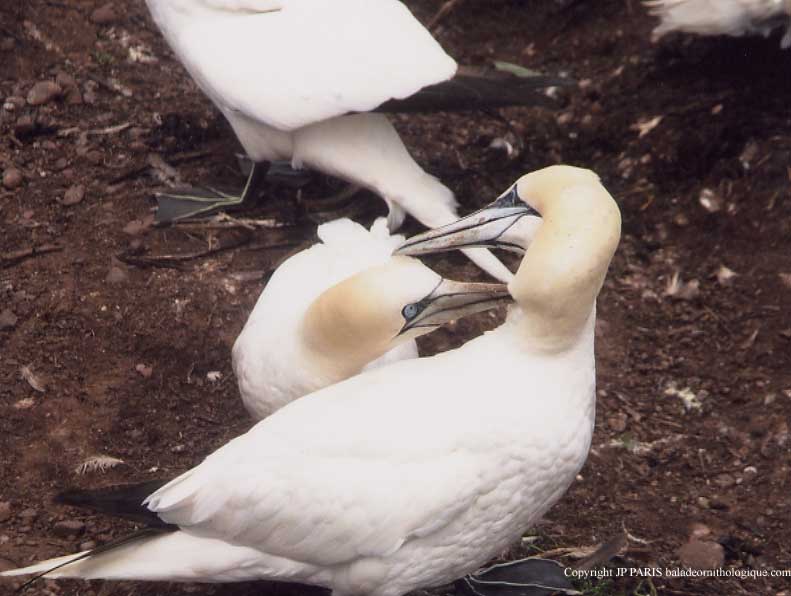 Northern Gannet