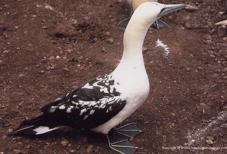 Northern Gannet