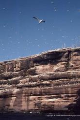 Northern Gannet