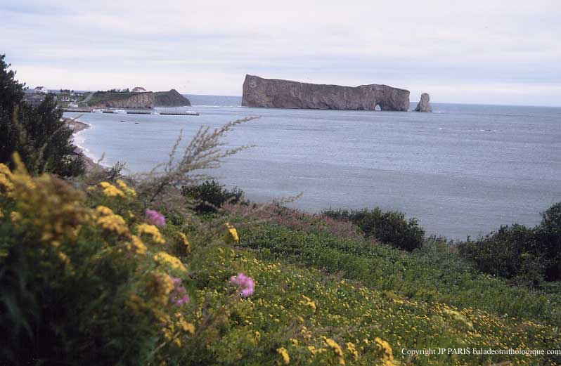 Percé