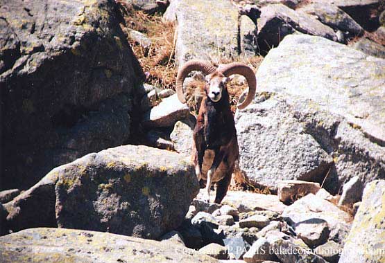 Mouflon corse