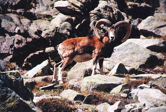 Mouflon corse