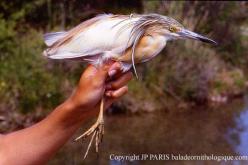 Squacco Heron