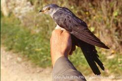 Common Cuckoo