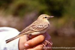 Pipit rousseline