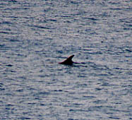 Bottlenosed Dolphin