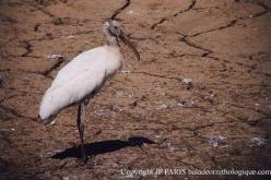 Wood Stork