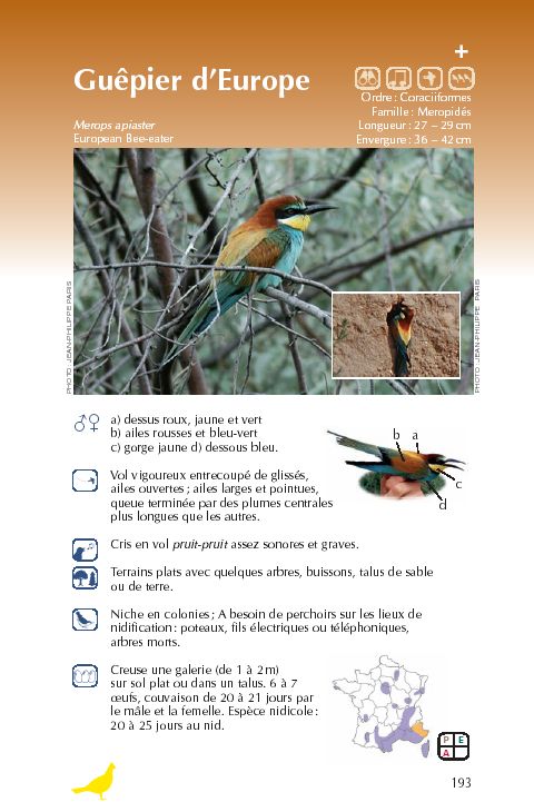 Oiseaux de France - guide d'initiation