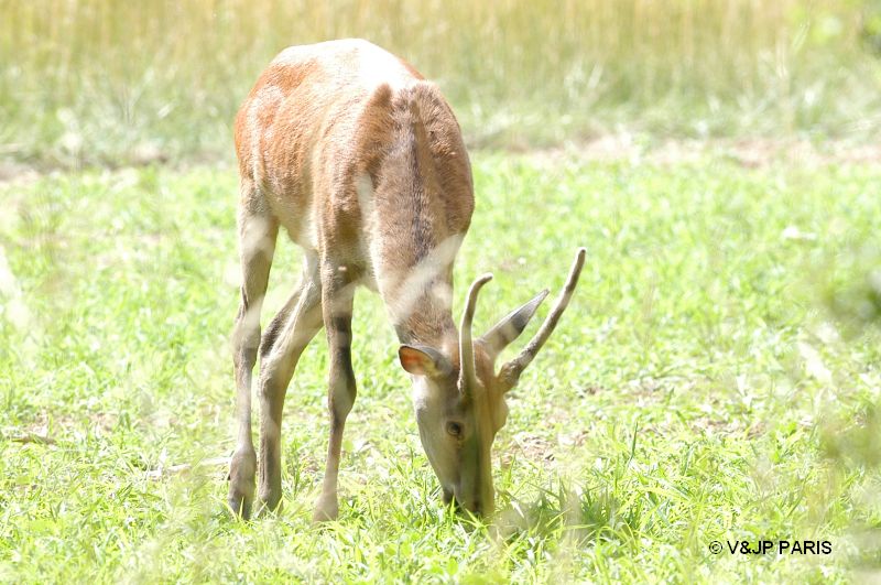 Cervus elaphus