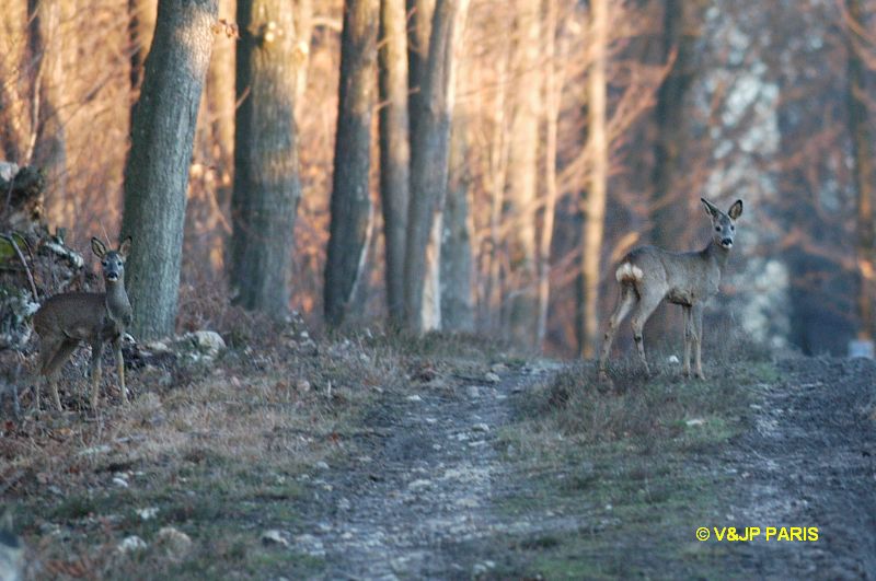 Capreolus capreolus