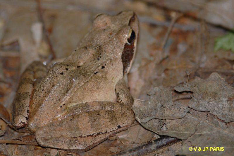 Rana dalmatina