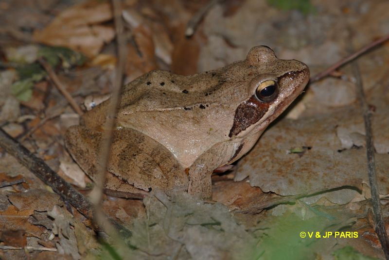 Rana dalmatina