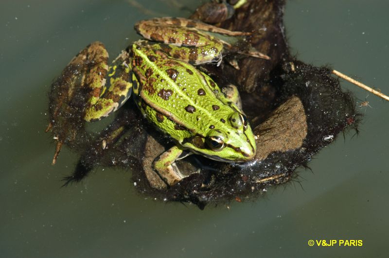 Edible Frog