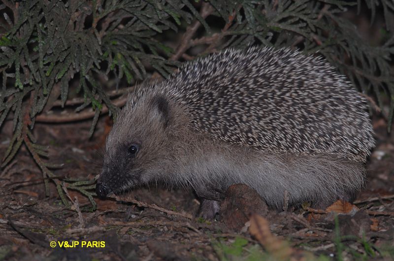 European Hedgehog