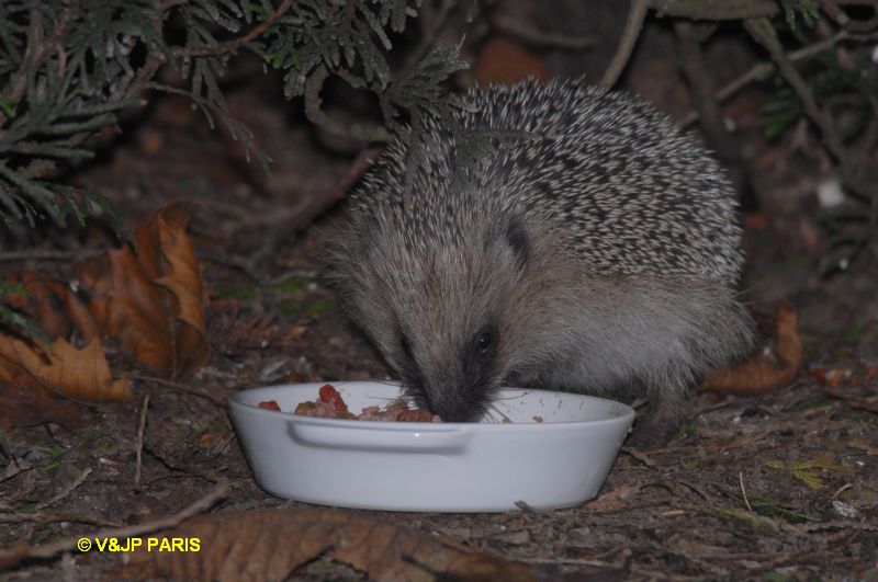 European Hedgehog