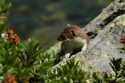 Stoat