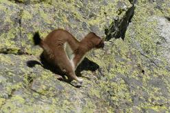 Stoat