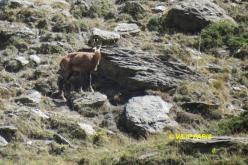 Alpine Chamois