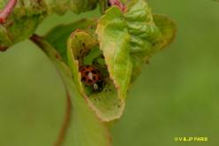 Coccinelle asiatique